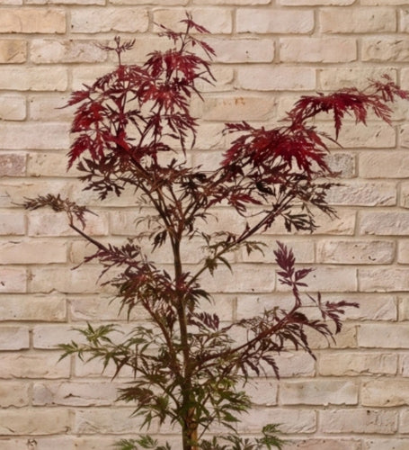 Acer garnet