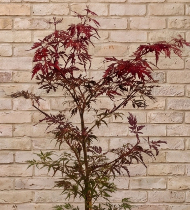 Acer garnet
