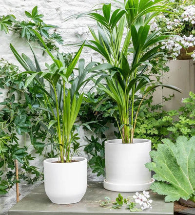 Kentia Palm
