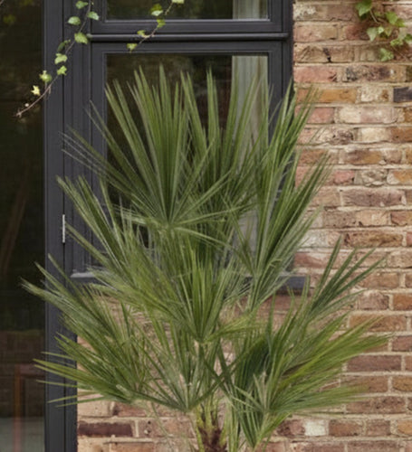 Chamaerops Humilis