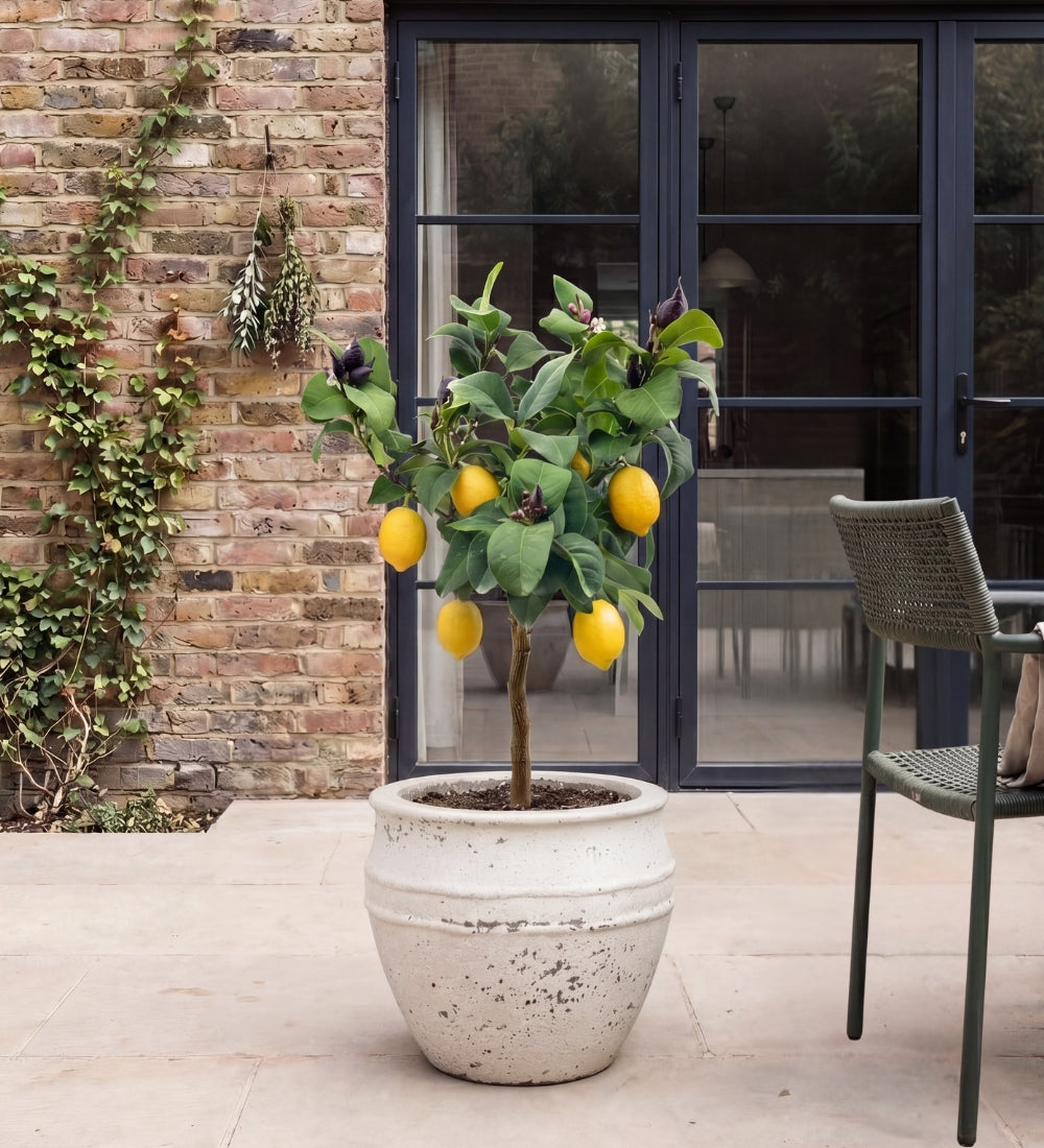 Citrus Lemon Tree