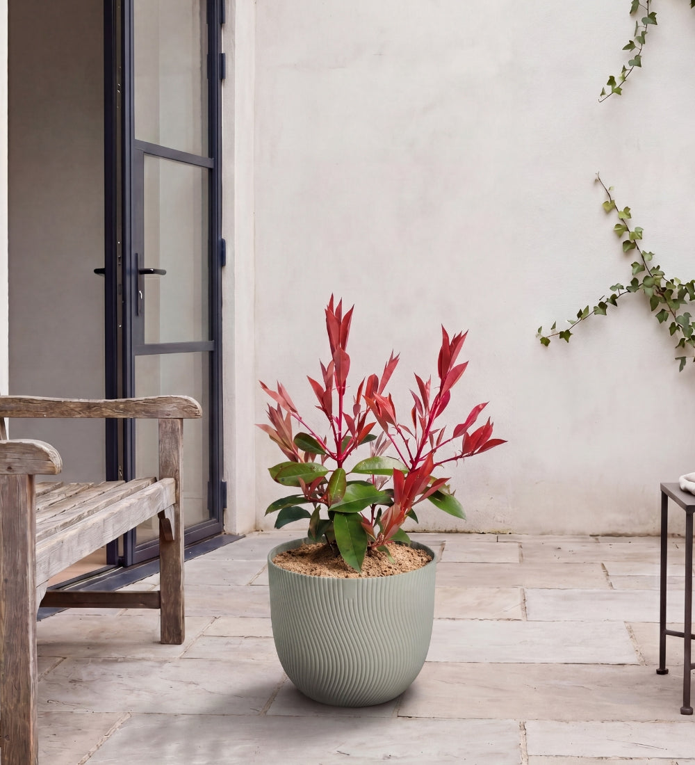 Photinia