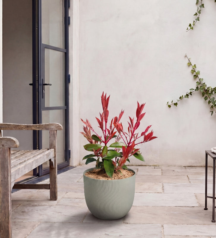 Photinia