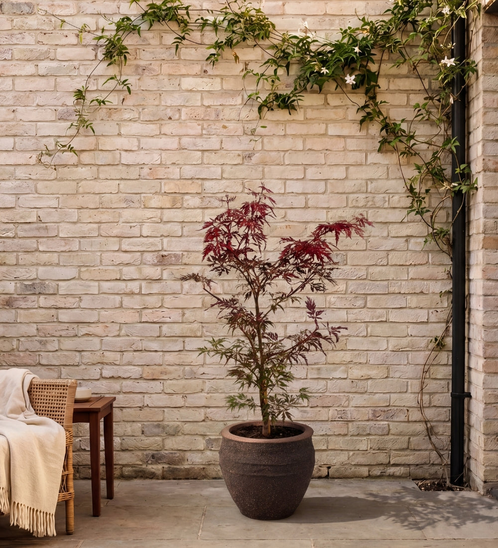 Acer garnet