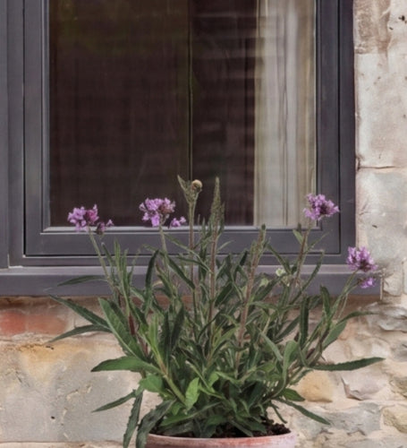 Verbena