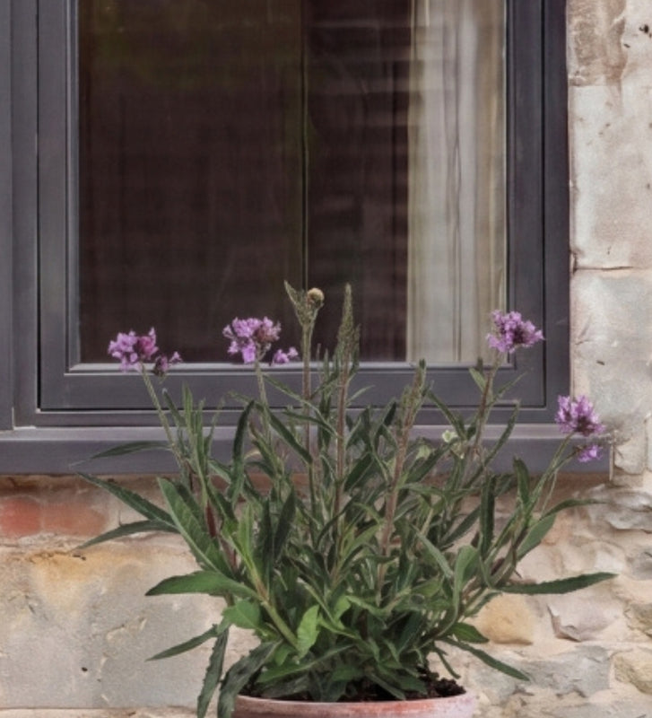 Verbena