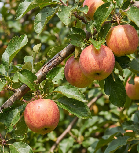 Apple Tree