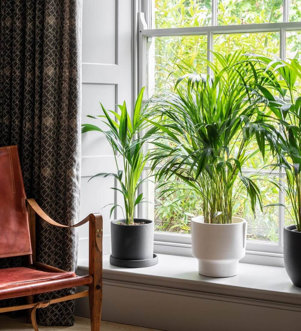 Kentia Palm
