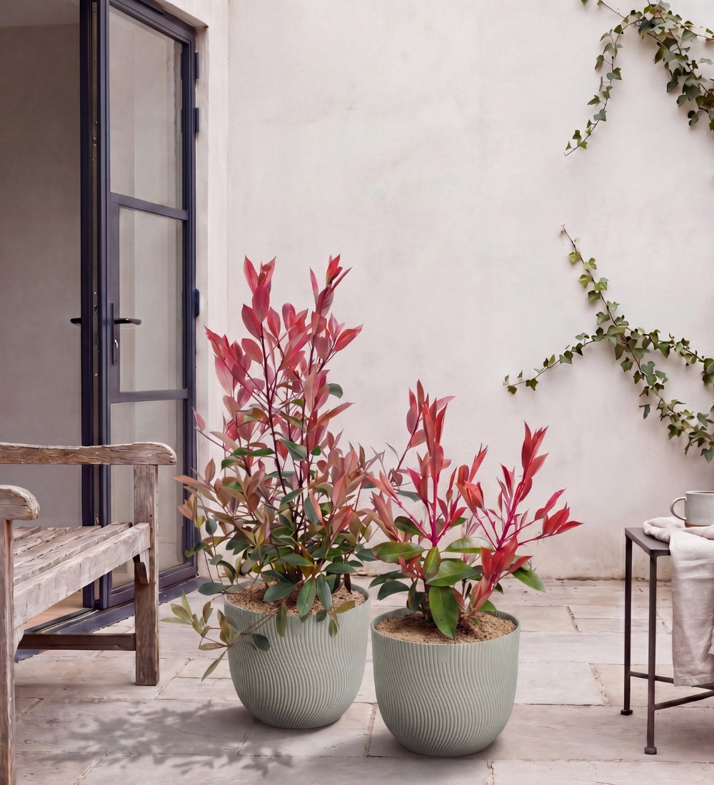 Photinia