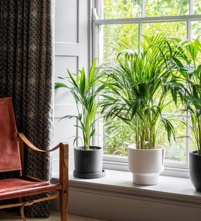Kentia Palm