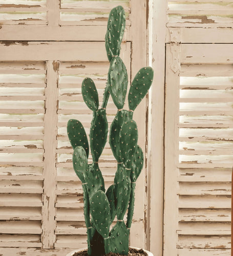 Artificial Myrtillo Cactus