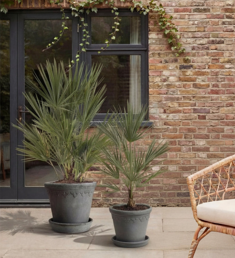 Chamaerops Humilis