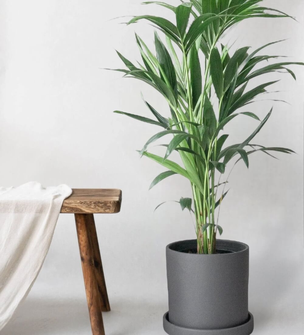 Kentia Palm