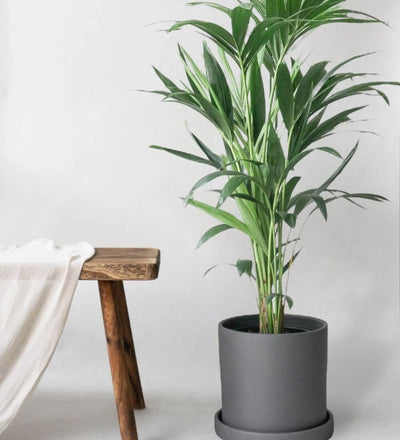 Kentia Palm