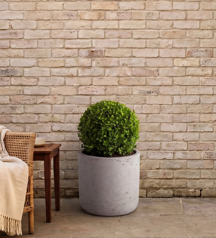 Buxus Ball