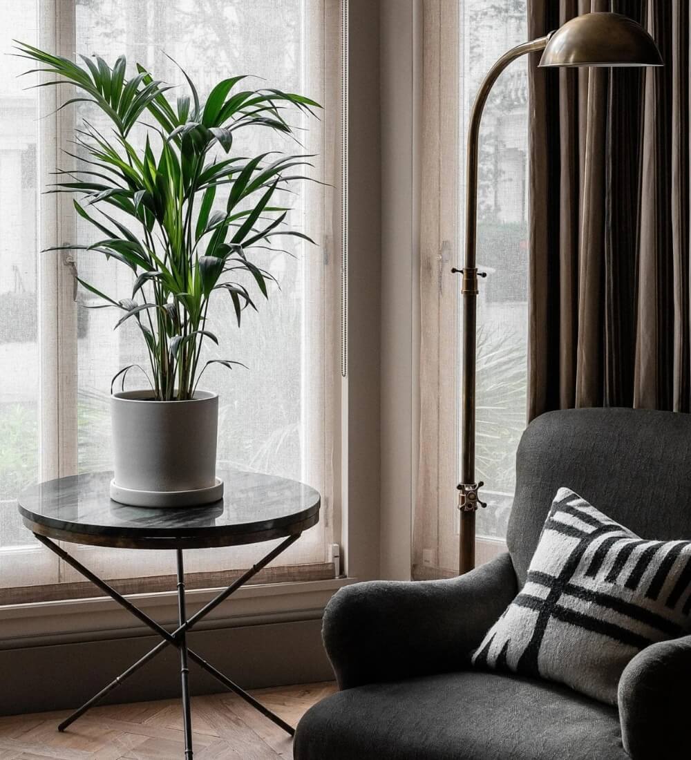 Kentia Palm