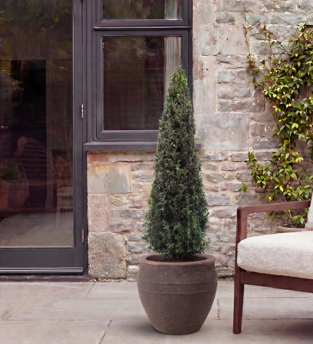 Buxus Pyramid