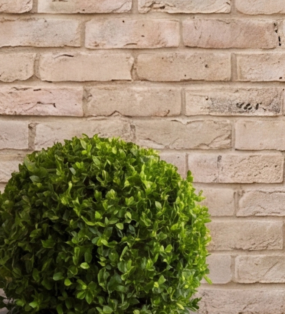 Buxus Ball