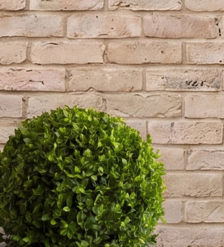 Buxus Ball