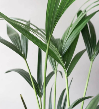 Kentia Palm
