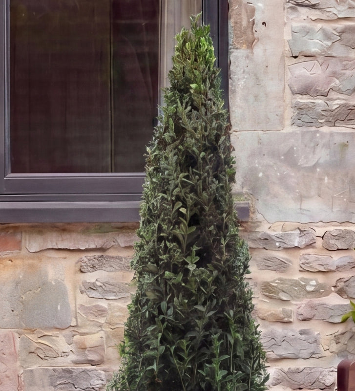 Buxus Pyramid