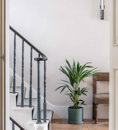 Kentia Palm