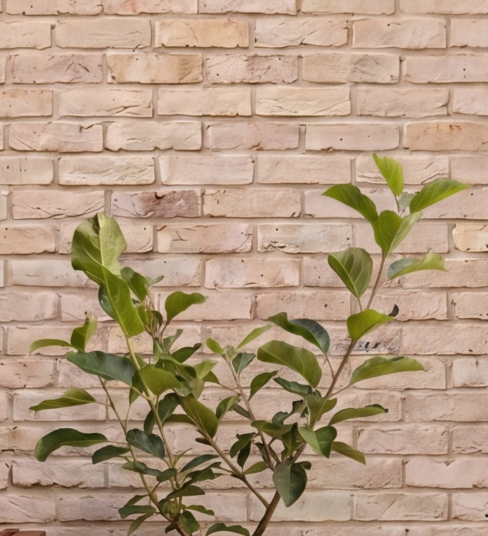 Apple Tree