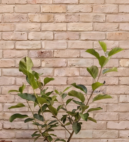 Apple Tree