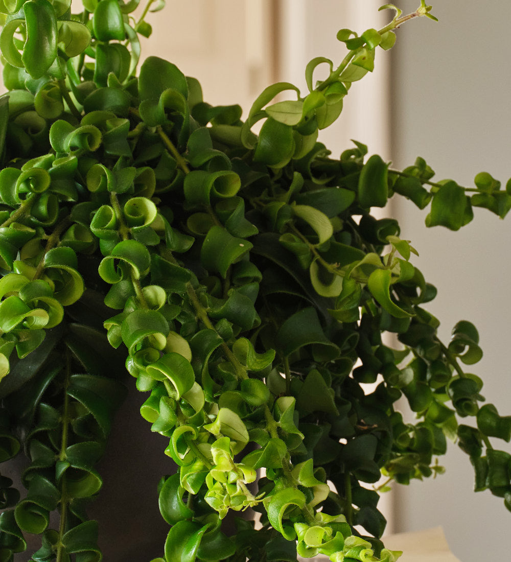 Lipstick Plant