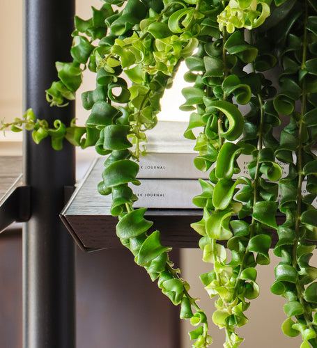 Lipstick Plant
