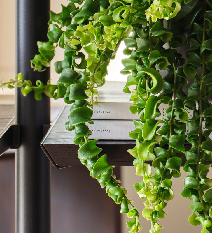 Lipstick Plant