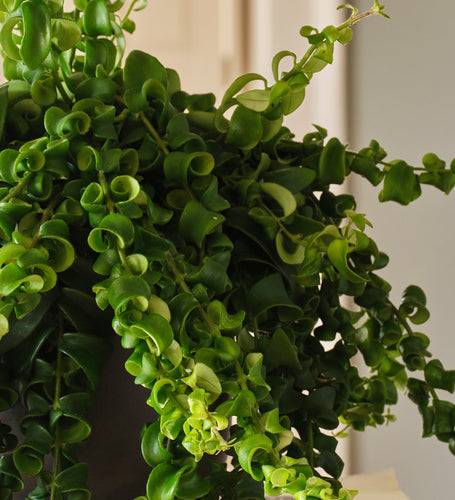Lipstick Plant