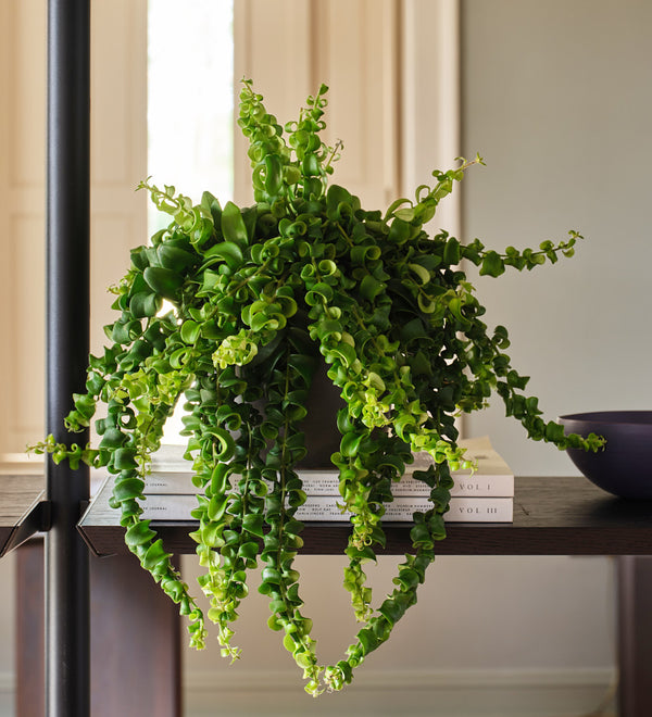 Lipstick Plant