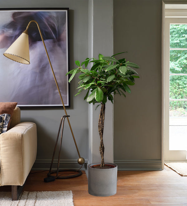 African Fig Tree
