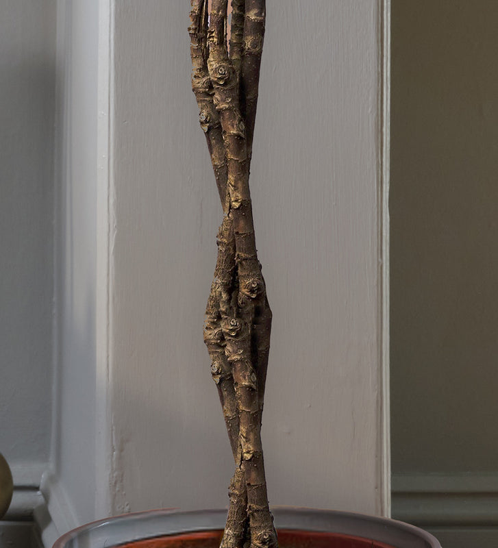 African Fig Tree