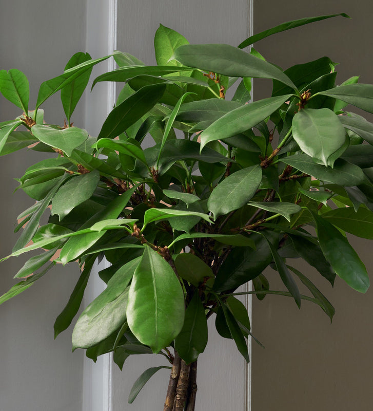 African Fig Tree