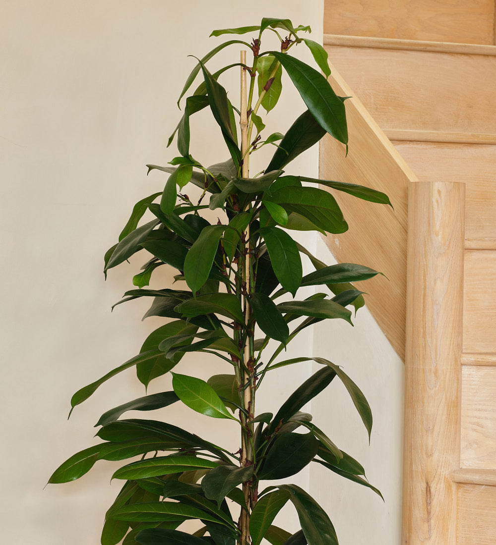 African fig