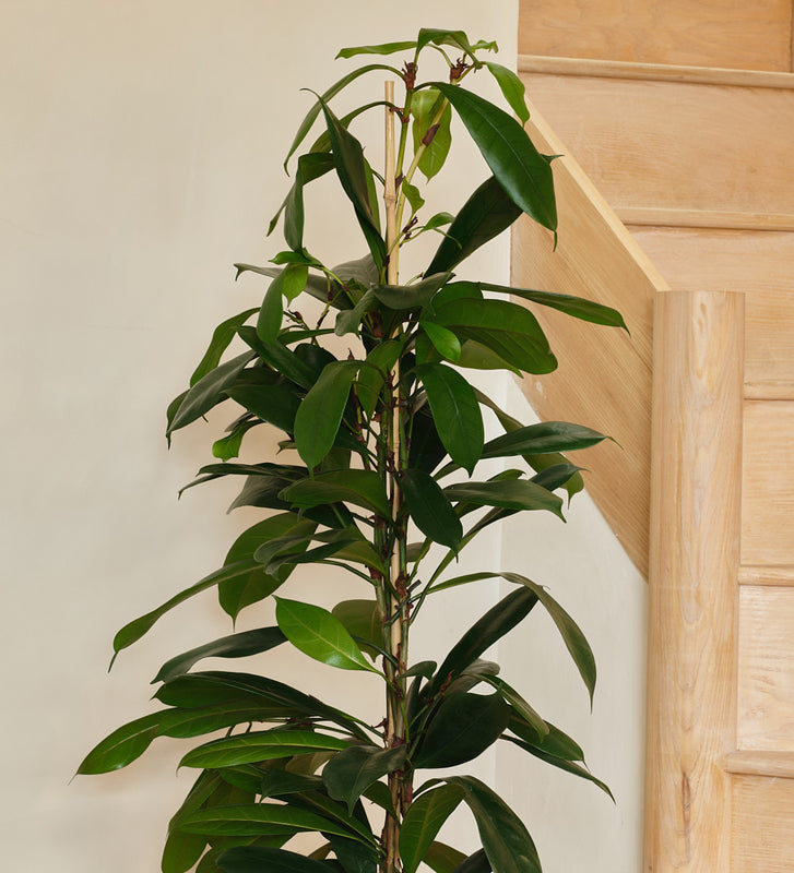 african fig house plant African fig