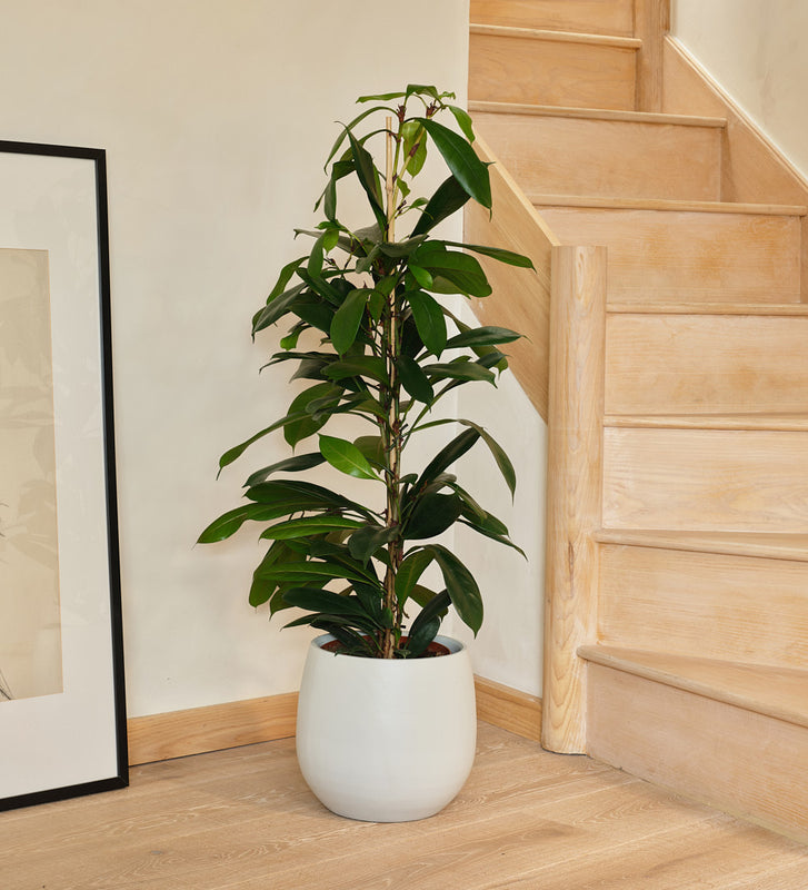 African fig