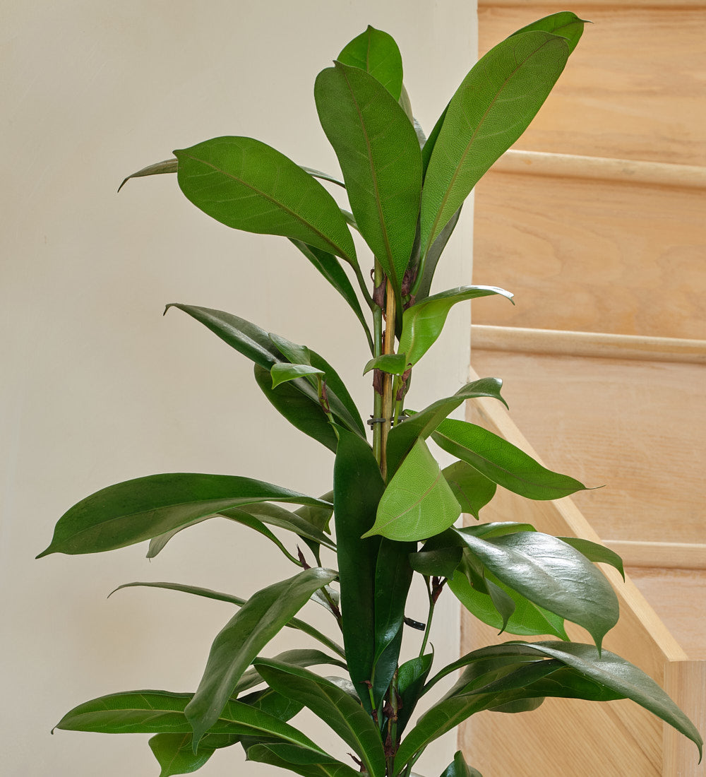 african fig house plant African fig