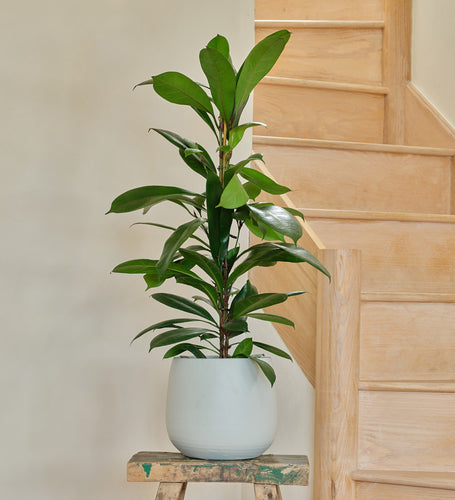 African fig