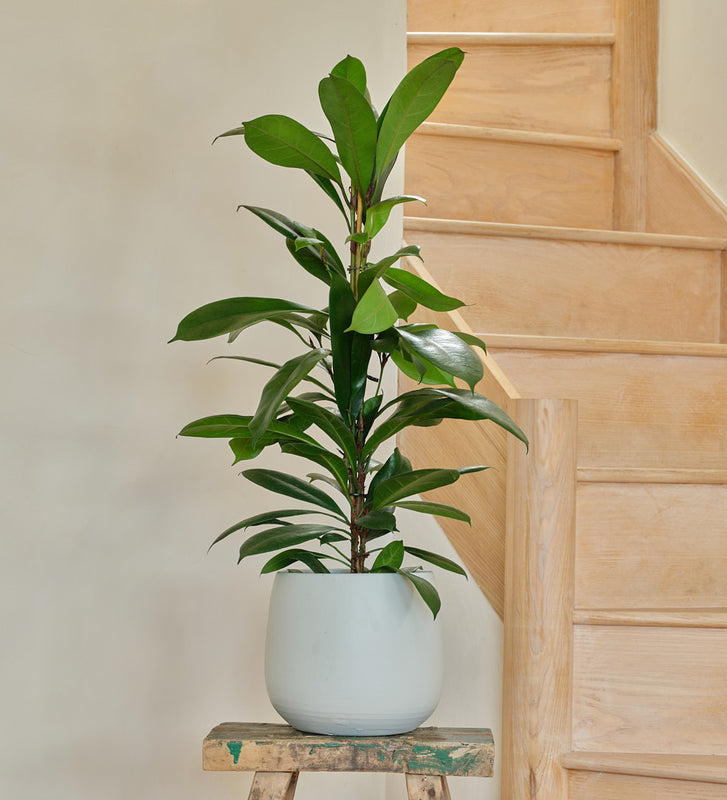 African fig