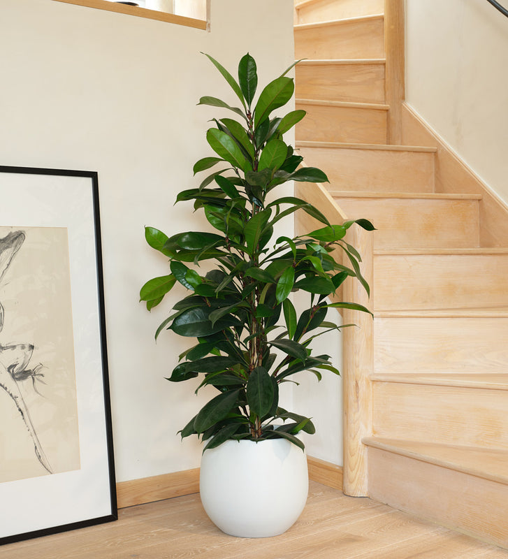 african house plant African fig