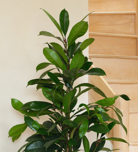 Fig Pair