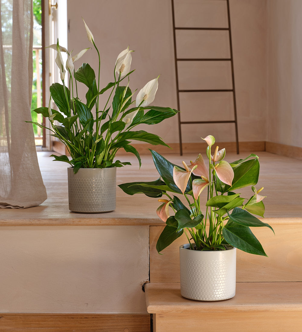 Air Purifying Pair