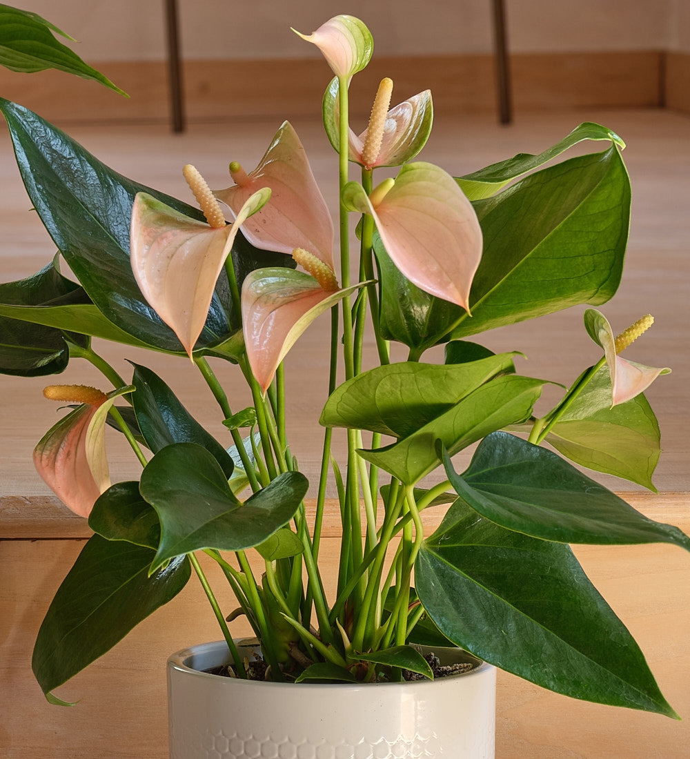 Air Purifying Pair