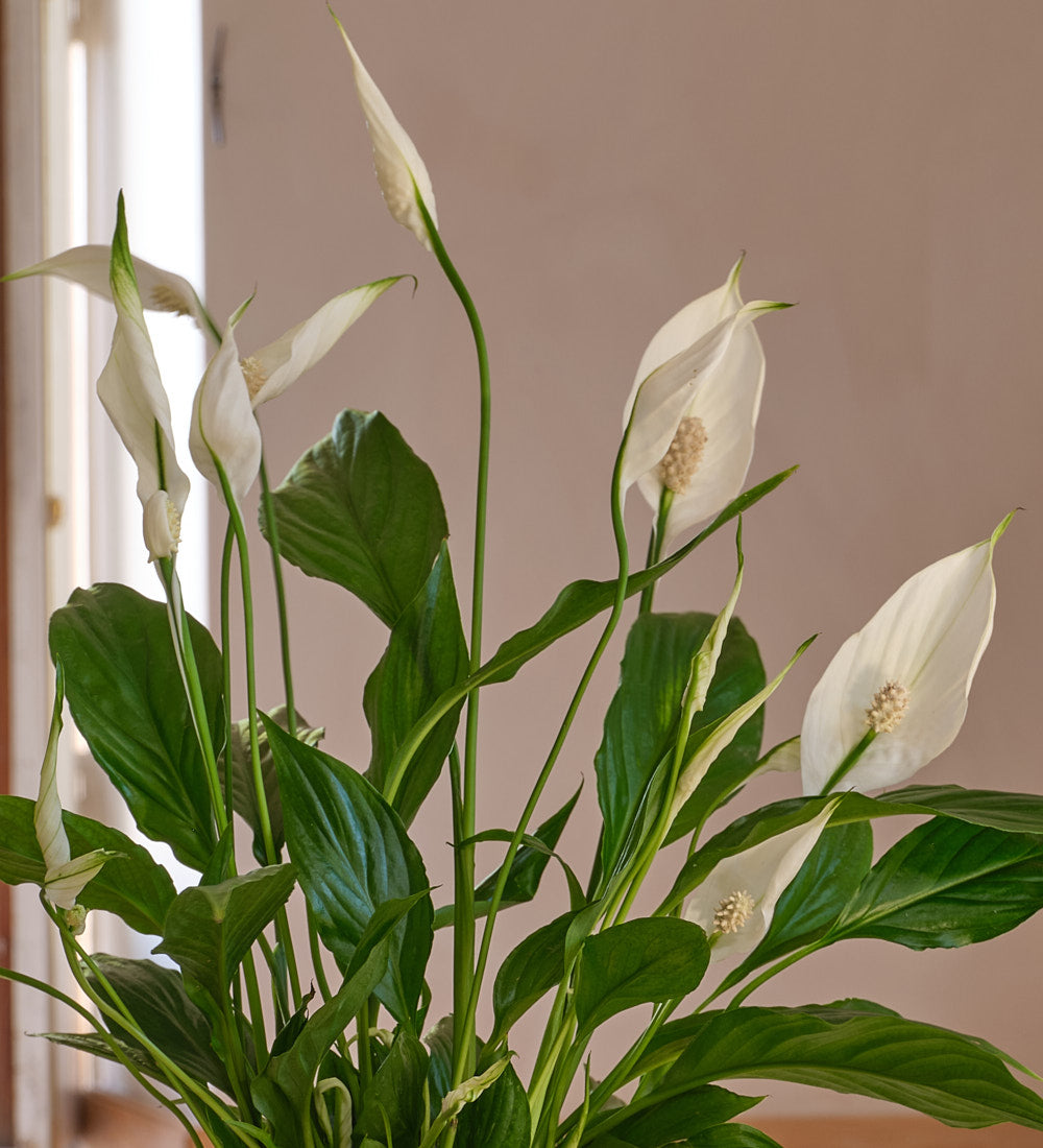 Air Purifying Pair