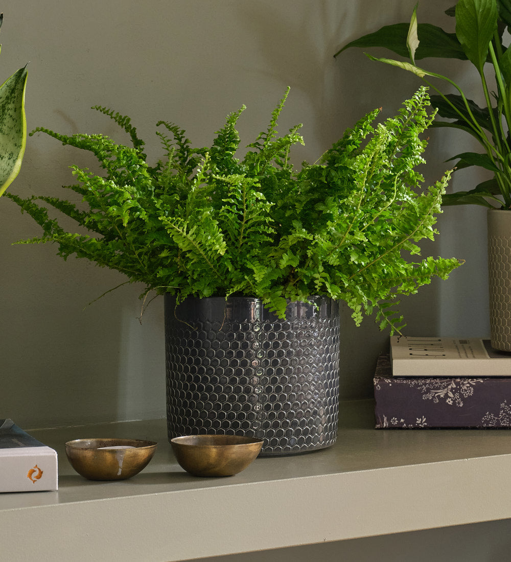Air Purifying Bundle