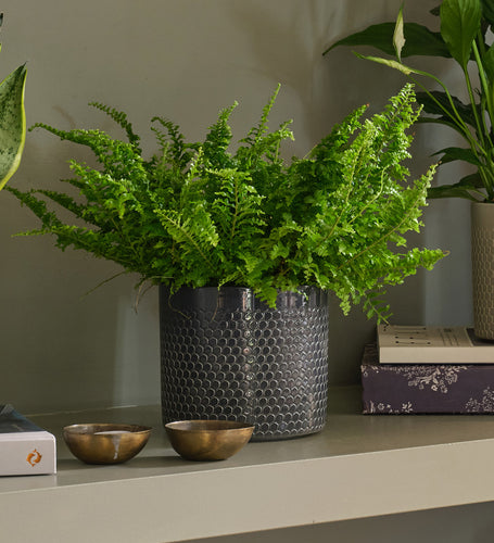 Air Purifying Bundle