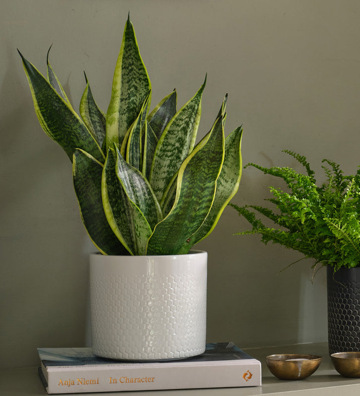air purifying plants uk Air Purifying Bundle